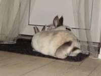 /album/fotogallerij/konijnen-koppelen-pim-en-laura-privemoment-jpg/
